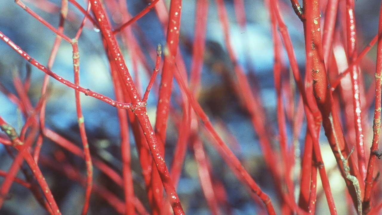 Tipps für karge Wintergärten: Gehölze mit schöner Rinde
