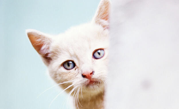 15 Katzenstreumarken im Test 15 Katzenstreumarken im Test