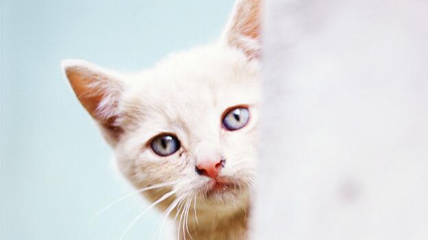 15 Katzenstreumarken im Test 15 Katzenstreumarken im Test