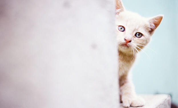 15 Katzenstreumarken im Test 15 Katzenstreumarken im Test